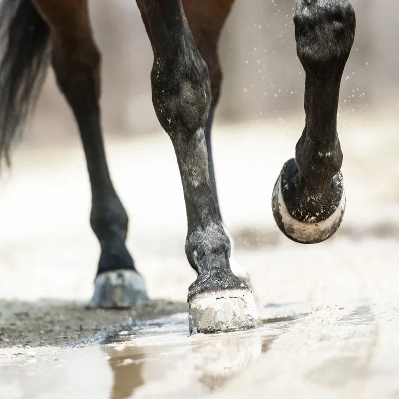 Behandling af sur stråle: Vores top 3 bedste produkter til din hest