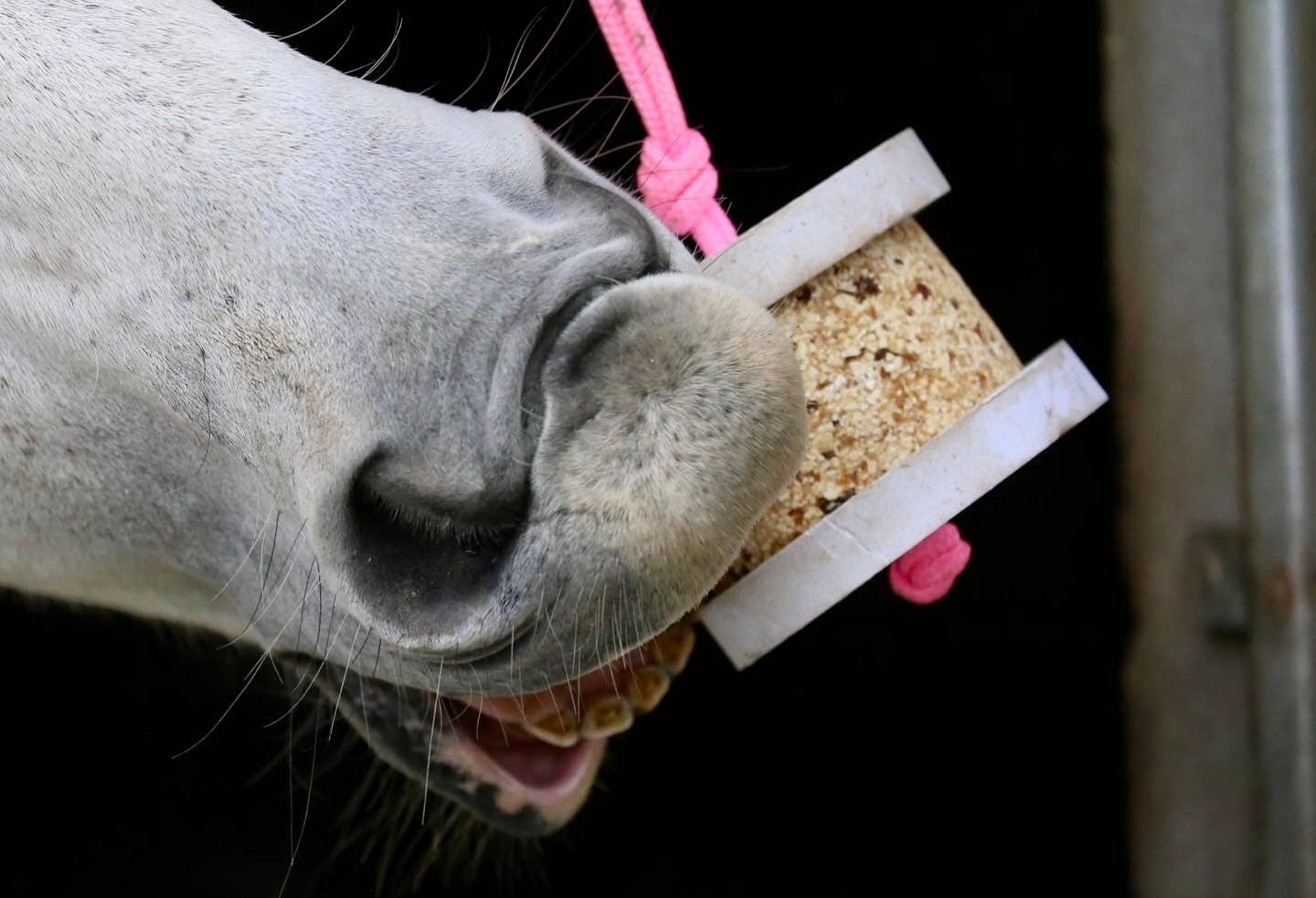 Happy Crackers holder til Happy Wild