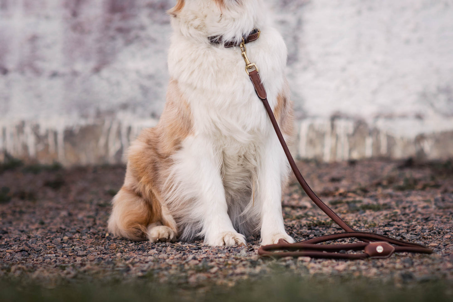 Jacson Alba rundsyet Hundesnor