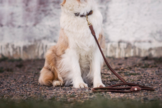 Jacson Alba rundsyet Hundesnor