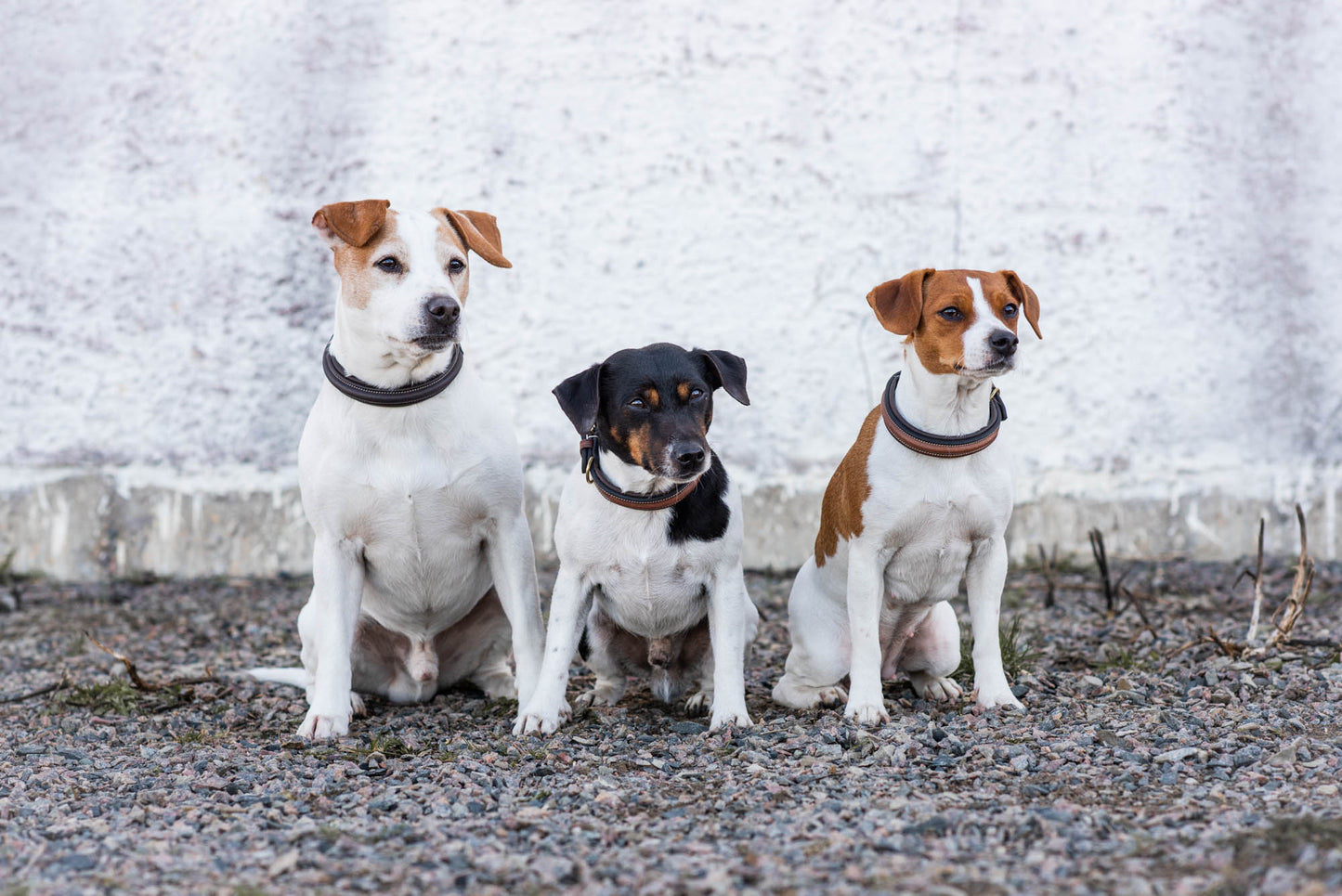 Jacson London Hundehalsbånd