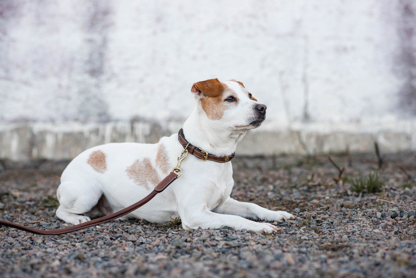 Jacson London Hundehalsbånd